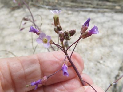 Boechera perennans, photographed by Annika Lindqvist