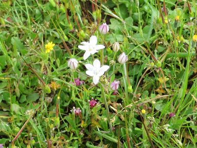 Triteleia lilacina, photographed by Ann Filmer
