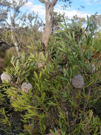 Isopogon trilobus, photographed by Will Cornwell