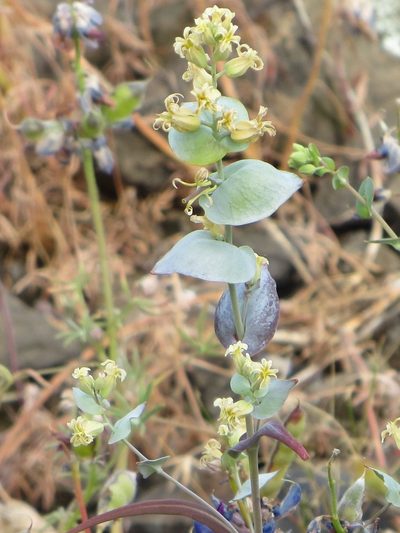Streptanthus diversifolius, photographed by Ann Filmer