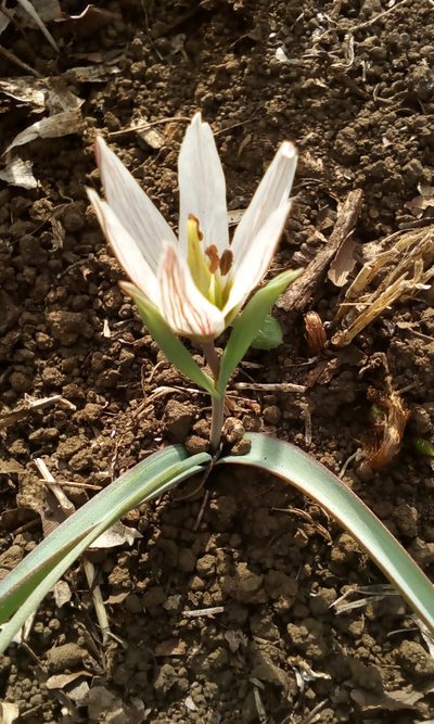 Amana edulis, photographed by Takashi KOIKE