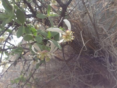 Crossosoma bigelovii, photographed by weaver