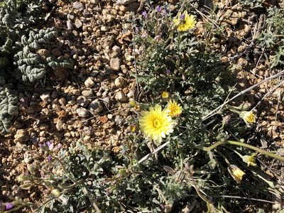 Malacothrix fendleri, photographed by CK2AZ