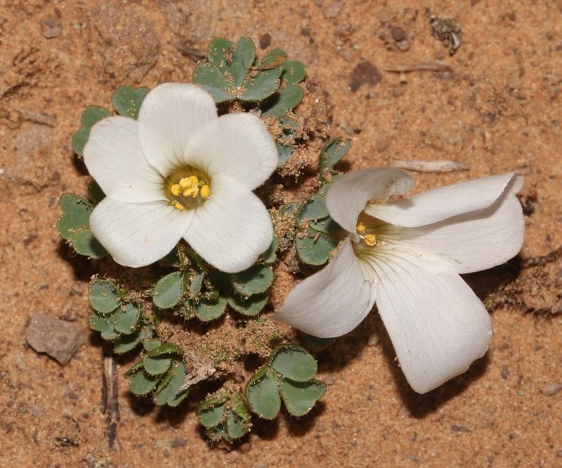 Oxalis fibrosa, photographed by Brian du Preez