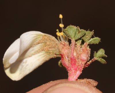 Oxalis fibrosa, photographed by Brian du Preez
