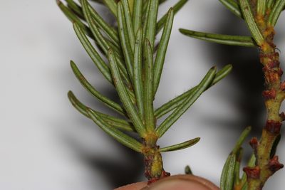 Cyclopia glabra, photographed by Brian du Preez