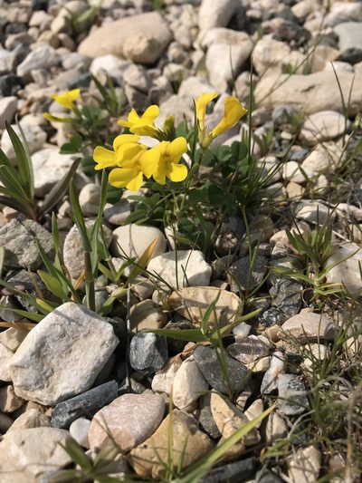 Medicago monantha, photographed by Nasser Halaweh