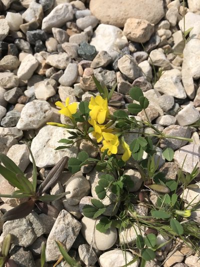 Medicago monantha, photographed by Nasser Halaweh
