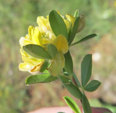 Leobordea pulchra, photographed by Peter Warren