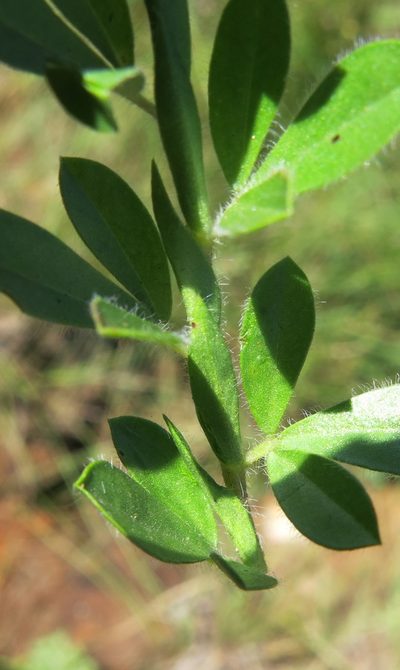 Leobordea pulchra, photographed by Peter Warren