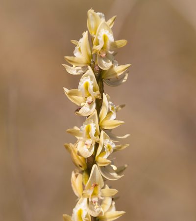 Prasophyllum elatum, photographed by Rolf Lawrenz