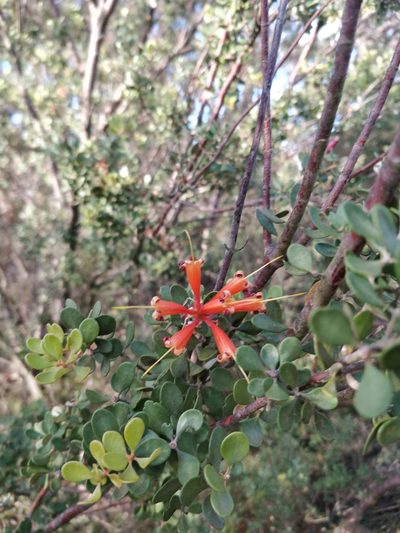 Lambertia inermis, photographed by Will Cornwell