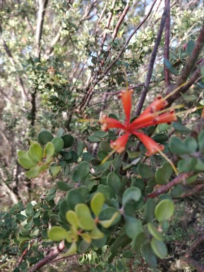 Lambertia inermis, photographed by Will Cornwell