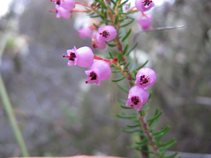 Erica lateralis, photographed by Michael D. Pirie