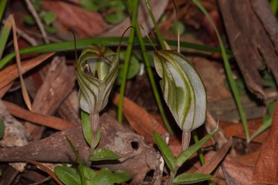Pterostylis robusta, photographed by Rolf Lawrenz