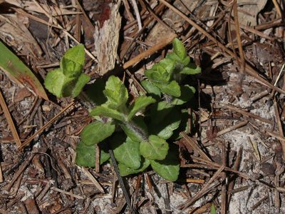Gratiola pilosa, photographed by Lauren McLaurin