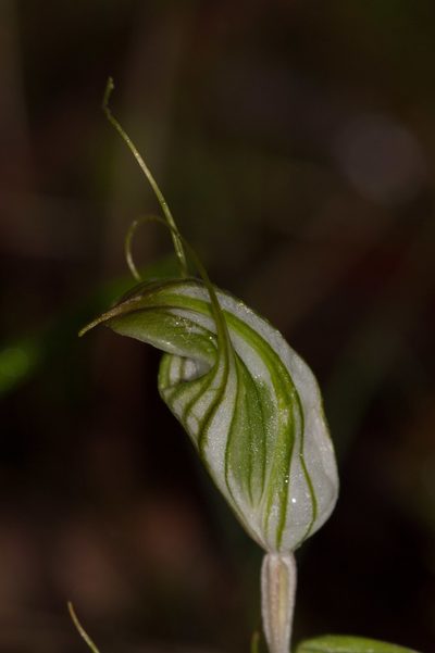 Pterostylis robusta, photographed by Rolf Lawrenz