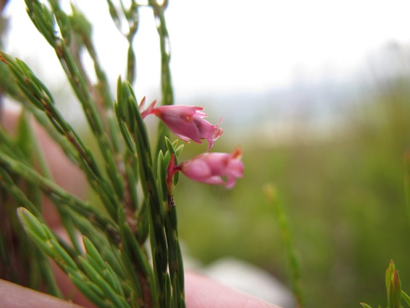 Erica borboniifolia, photographed by Michael D. Pirie