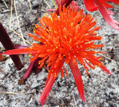 Haemanthus canaliculatus, photographed by linkie
