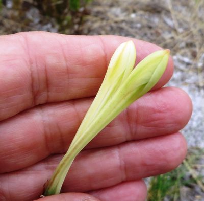 Cyrtanthus leucanthus, photographed by linkie