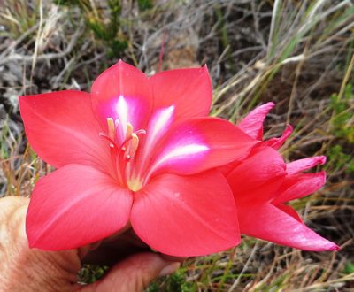 Gladiolus carmineus, photographed by linkie