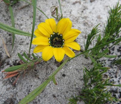Gazania serrata, photographed by linkie