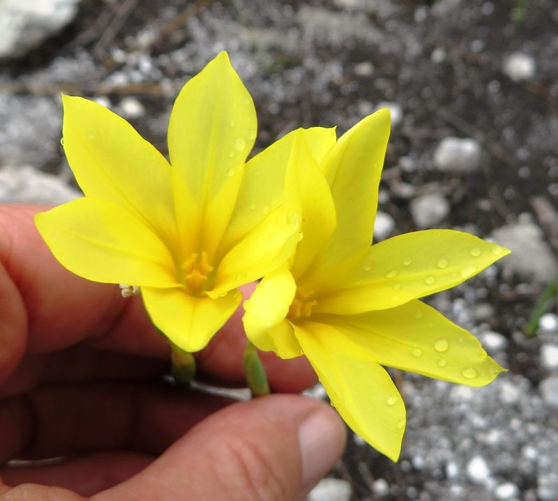 Moraea pyrophila, photographed by linkie