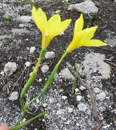 Moraea pyrophila, photographed by linkie