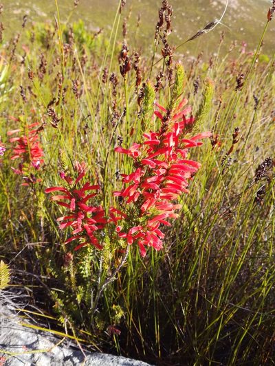 Erica pillansii, photographed by Michael D. Pirie