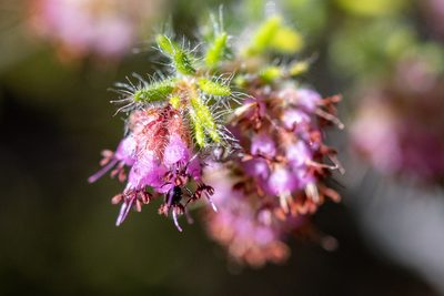 Erica similis, photographed by magriet b
