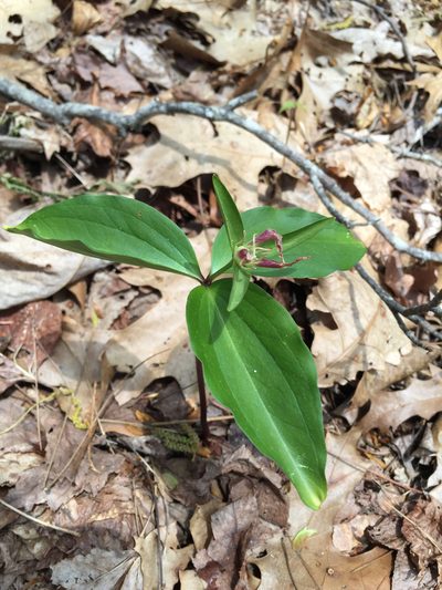 Trillium persistens, photographed by Jacob Malcom
