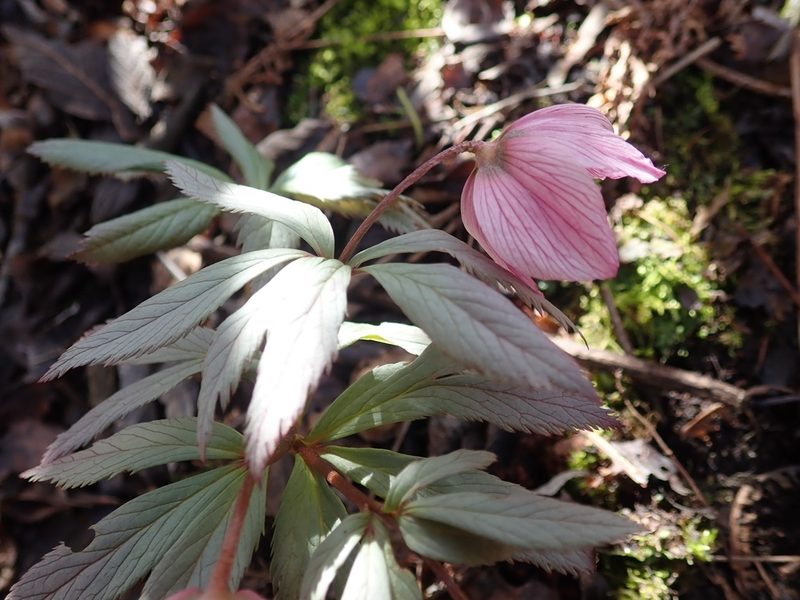 Helleborus thibetanus, photographed by zhangshen