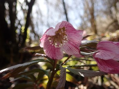 Helleborus thibetanus, photographed by zhangshen