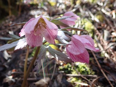Helleborus thibetanus, photographed by zhangshen
