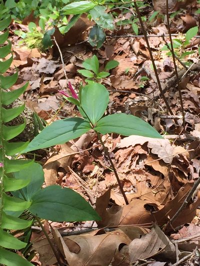 Trillium persistens, photographed by Jacob Malcom