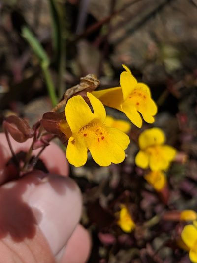 Erythranthe serpentinicola, photographed by Alex Heyman