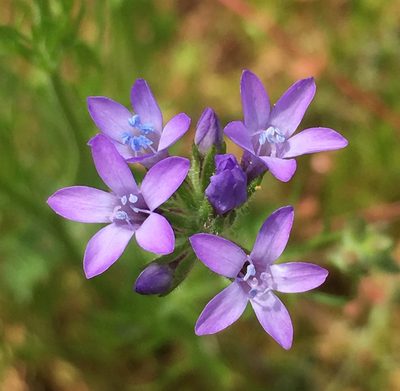 Gilia nevinii, photographed by Adam J. Searcy
