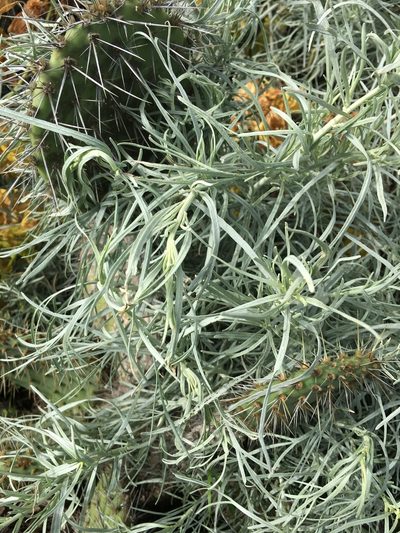 Artemisia nesiotica, photographed by Adam J. Searcy