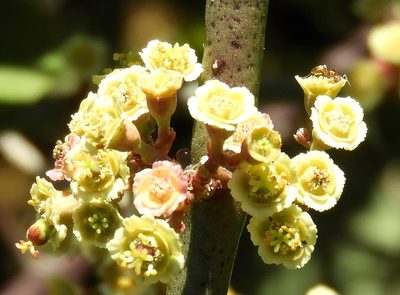 Euphorbia colletioides, photographed by Francisco Farriols Sarabia