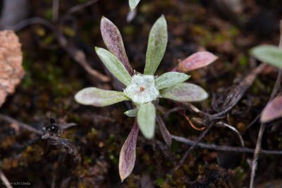 Hesperevax acaulis, photographed by Ken-ichi Ueda