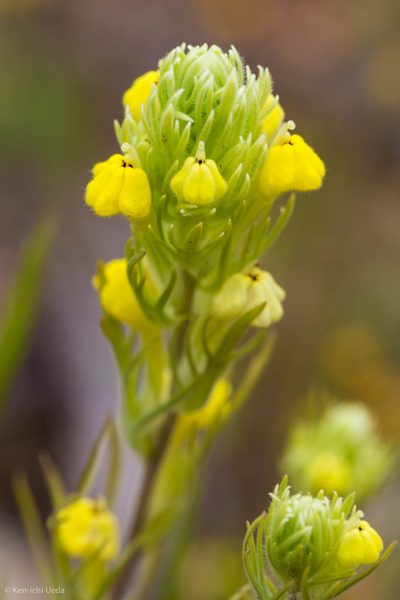 Castilleja lacera, photographed by Ken-ichi Ueda