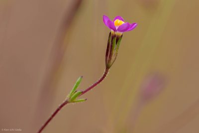 Leptosiphon bolanderi, photographed by Ken-ichi Ueda