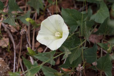 Calystegia occidentalis, photographed by Ken-ichi Ueda