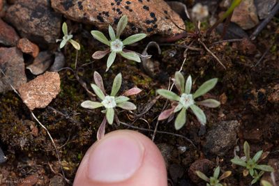 Hesperevax acaulis, photographed by Ken-ichi Ueda
