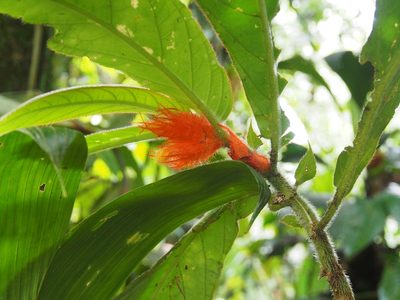 Columnea purpurata, photographed by Lena Struwe