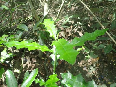 Acanthus ebracteatus, photographed by Nolan Exe