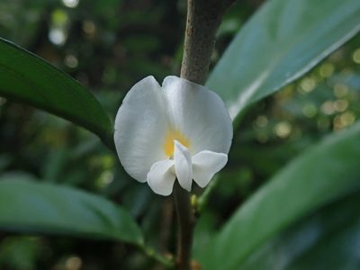 Baphia nitida, photographed by Nolan Exe