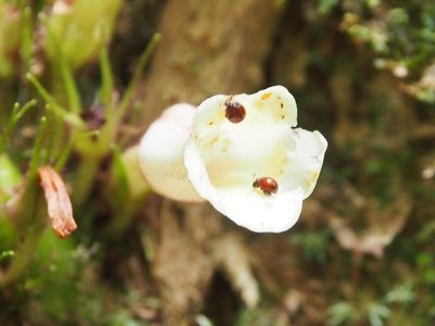 Paradrymonia ciliosa, photographed by Lena Struwe