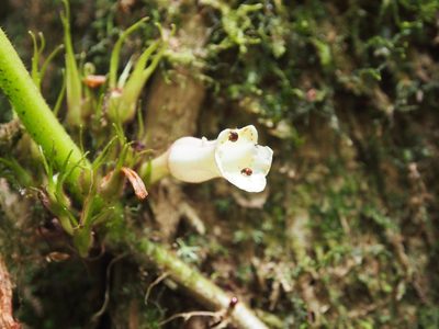 Paradrymonia ciliosa, photographed by Lena Struwe