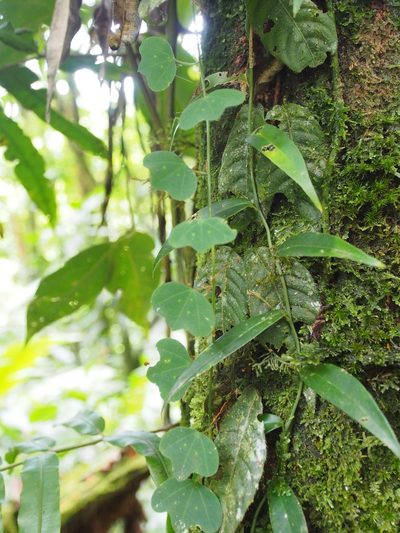 Passiflora lancearia, photographed by Lena Struwe